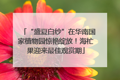 “盛夏白纱”在华南国家植物园惊艳绽放！海杧果迎来最佳观赏期