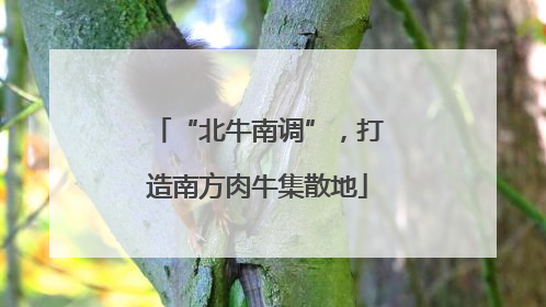“北牛南调”，打造南方肉牛集散地