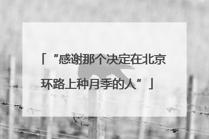 “感谢那个决定在北京环路上种月季的人”