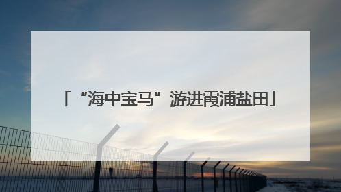 “海中宝马”游进霞浦盐田