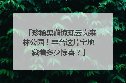珍稀黑鹳惊现云岗森林公园！丰台这片宝地藏着多少惊喜？