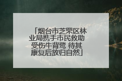 烟台市芝罘区林业局携手市民救助受伤牛背鹭 待其康复后放归自然