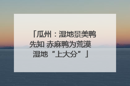 瓜州：湿地景美鸭先知 赤麻鸭为荒漠湿地“上大分”