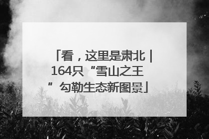 看，这里是肃北｜164只“雪山之王”勾勒生态新图景