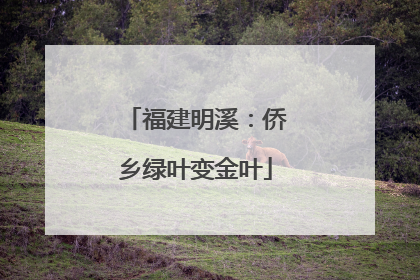 福建明溪：侨乡绿叶变金叶