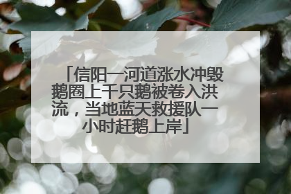 信阳一河道涨水冲毁鹅圈上千只鹅被卷入洪流，当地蓝天救援队一小时赶鹅上岸