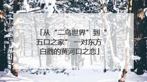 从“二鸟世界”到“五口之家” 一对东方白鹳的黄河口之恋
