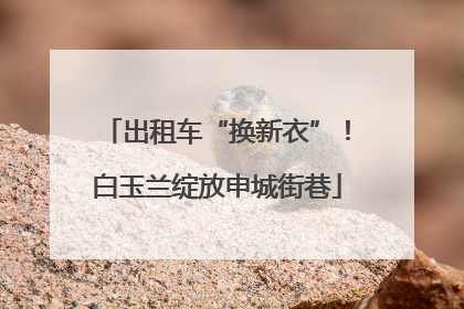 出租车“换新衣”！白玉兰绽放申城街巷