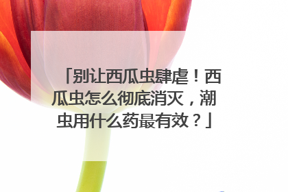 别让西瓜虫肆虐！西瓜虫怎么彻底消灭，潮虫用什么药最有效？