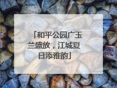和平公园广玉兰盛放，江城夏日添雅韵