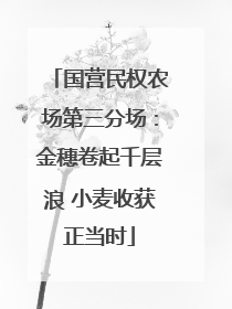 国营民权农场第三分场：金穗卷起千层浪 小麦收获正当时