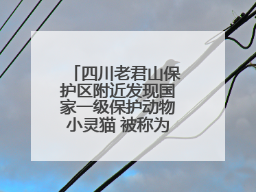 四川老君山保护区附近发现国家一级保护动物小灵猫 被称为“生态试纸”