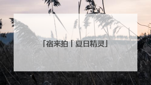 宿来拍丨夏日精灵