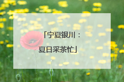 宁夏银川：夏日采茶忙