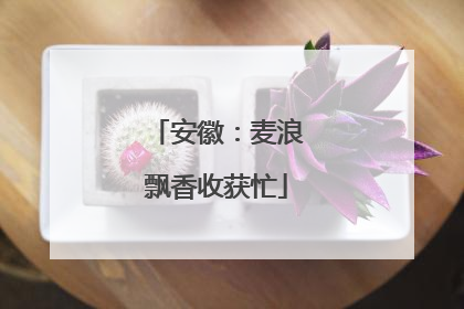 安徽：麦浪飘香收获忙
