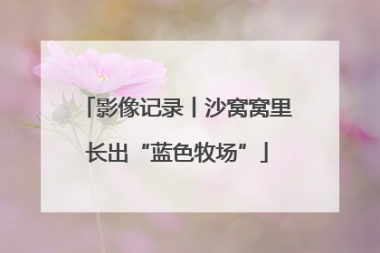 影像记录丨沙窝窝里长出“蓝色牧场”