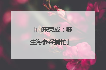 山东荣成：野生海参采捕忙