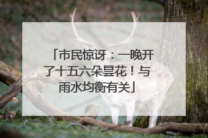 市民惊讶：一晚开了十五六朵昙花！与雨水均衡有关