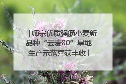 师宗优质强筋小麦新品种“云麦80”旱地生产示范喜获丰收