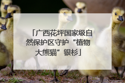 广西花坪国家级自然保护区守护“植物大熊猫”银杉
