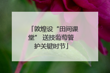 敦煌设“田间课堂” 送技葡萄管护关键时节