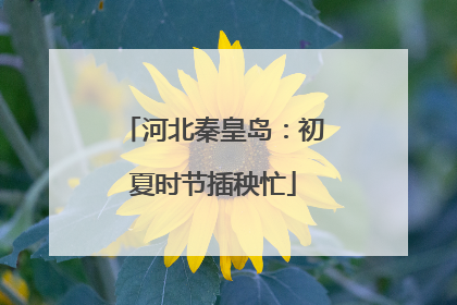 河北秦皇岛：初夏时节插秧忙