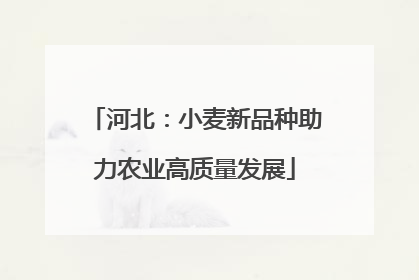河北：小麦新品种助力农业高质量发展