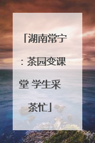 湖南常宁：茶园变课堂 学生采茶忙