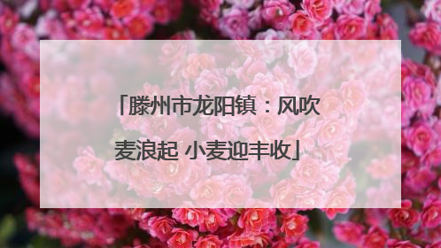 滕州市龙阳镇：风吹麦浪起 小麦迎丰收