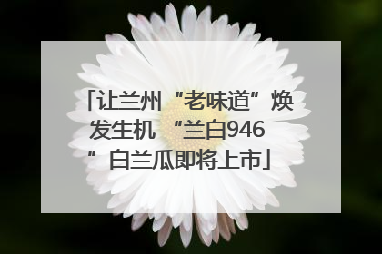 让兰州“老味道”焕发生机 “兰白946”白兰瓜即将上市