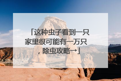 这种虫子看到一只家里很可能有一万只，除虫攻略→