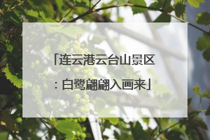连云港云台山景区：白鹭翩翩入画来