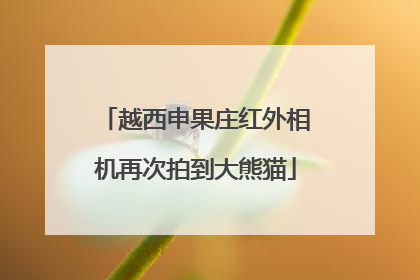 越西申果庄红外相机再次拍到大熊猫