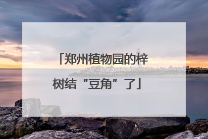 郑州植物园的梓树结“豆角”了