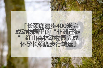 长颈鹿漫步400米完成动物园里的“非洲迁徙” 红山森林动物园完成怀孕长颈鹿步行转运
