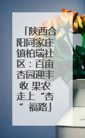 陕西合阳同家庄镇柏瑞社区：百亩杏园迎丰收 果农走上“杏”福路