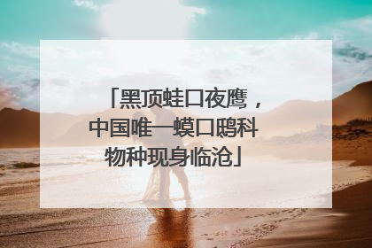 黑顶蛙口夜鹰，中国唯一蟆口鸱科物种现身临沧