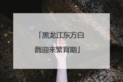 黑龙江东方白鹳迎来繁育期
