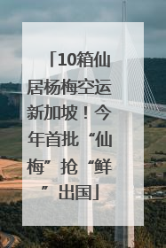 10箱仙居杨梅空运新加坡！今年首批“仙梅”抢“鲜”出国