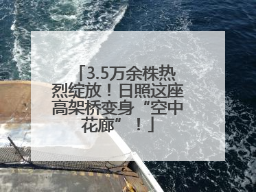 3.5万余株热烈绽放！日照这座高架桥变身“空中花廊”！
